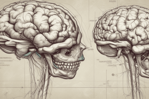 Anatomy of the Head and Neck: Brain Structure