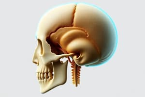 MALDO 2 REGION CRANIALE