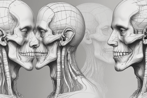 Anatomy of Lips and Cheeks