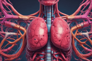 Anatomy of the Stomach