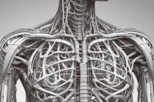 Thoracic Cage Anatomy