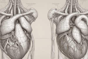 Anatomía cardiorrespiratoria