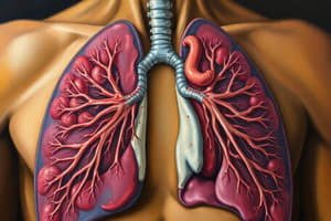 Respiratory System Quiz