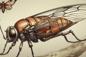 Cicadas and Locusts: Biology and Characteristics