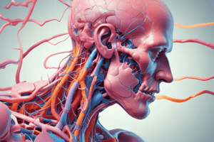 Direct-Acting Antispasmodics Pharmacodynamics