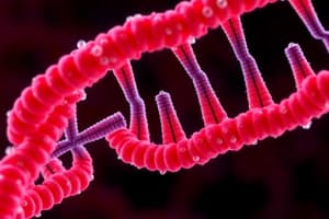 Tryptophan Operon Regulation