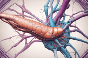 Physiology of Male Reproductive System