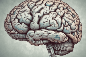 El cerebro y sus hemisferios