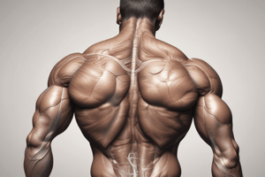 Posterior Shoulder Muscles: Anatomy and Function