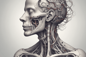 Pharynx and Larynx Anatomy