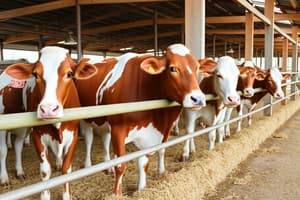 Cattle Production Systems