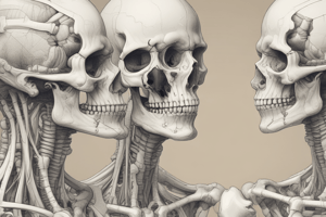 Development of Vomer Bone