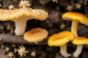 Fungi: Yeast vs. Mould Characteristics