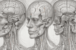 Neuroanatomy: Motor Tracts and Nuclei Quiz