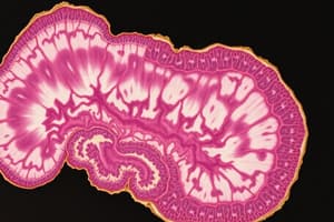 Human Histology: Nervous Tissue Overview