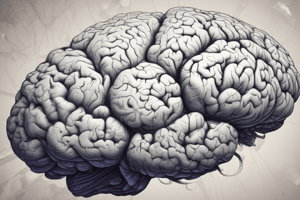 Cerebrum and Basal Nuclei Functions