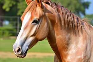 Historical Significance of the Arabian Horse