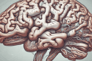 Brain Structure: Cortex and Folds