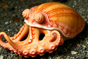 Class Cephalopoda Flashcards