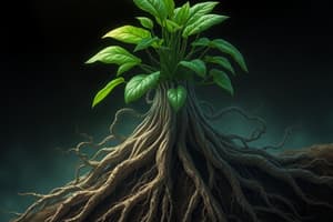 Plant Morphology: Roots and Root Systems