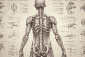 Human Anatomy and Physiology Terminology Quiz