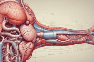 Human Digestive System Anatomy