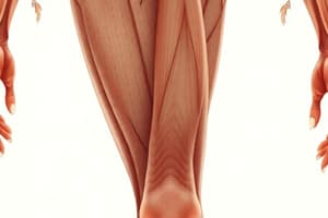 Lower Limb Muscles Quiz