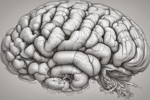 Cerebellum anatomie en functie