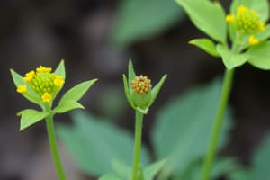 Introduction to Plant Systematics