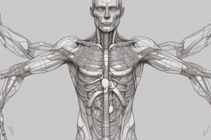 Repaso de Macroanatomía 2: El Mesenterio Propio