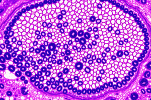 Epithelium Classification and Functions