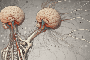 Sistema Nervioso Periférico (SNP) - Anatomía y Funciones