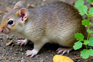 Rodent Behavior and Ecology Quiz