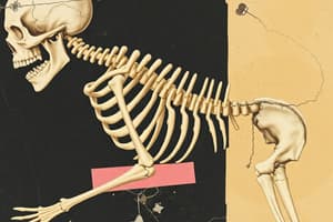 Skeletal System Overview Quiz