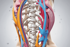 Spinal Ligamentous Support Quiz