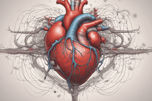 Human Heart Function and Blood Circulation