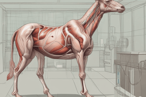 Vet School Anatomy Study Tips: Directional Terminology