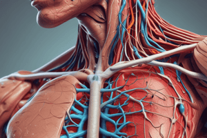 Head and Neck Vascular Supply and Lymphatic Drainage Quiz