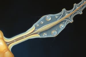 Spermatozoi e Spermiogenesi