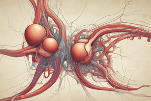 Urinary System Functions