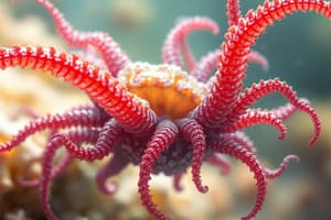 Phylum Cnidaria: Characteristics