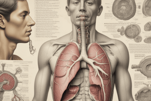 Respiratory System Anatomy - Bronchi and Bronchioles