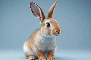 RabbitMQ Basics Quiz