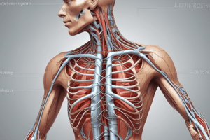 Gross Anatomy II: Week 3 Lecture Notes