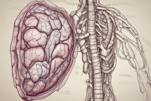 Anatomy of the Pancreas