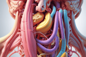 Digestive System Anatomy and Function Quiz