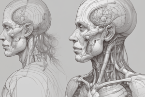 Anatomy of the Anterior Triangle of the Neck