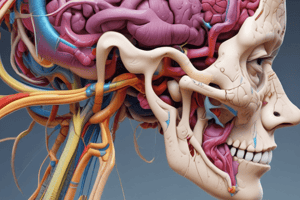 Vestibular System - Cranial Nerve VIII Quiz