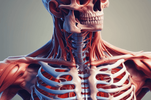 Human Locomotory System: Bones, Muscles, and Joints