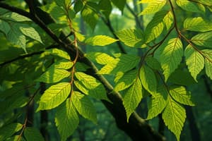 Forestry Leaves Flashcards